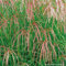 Chinaschilf 'Flamingo' - Miscanthus sinensis - rosa bis bräunlich-rosa Blüten - Im 3 Liter Container - Qualitätspflanze von Garten Schlüter