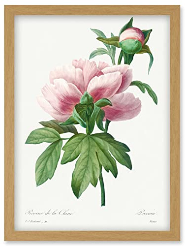 Wee Blue Coo Vintage Pale Pink Peony Bloom Illustration Floral Stem Flowers Pretty Artwork Framed Wall Art Print A4