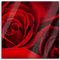 Pixxprint Glasbild, Wandbild auf Echtglas, rote Rosen, 50x50 cm, inkl. Aufhängung und Abstandshalter