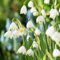 SchneeglöCkchen,Winterharte Zwiebeln, Schneeglöckchen zwiebeln groß, Winterhartes,SchneeglöCkchen Zwiebeln, MysteriöSe Blumenzwiebel, Lebende Pflanzen-1 Zwiebeln-B