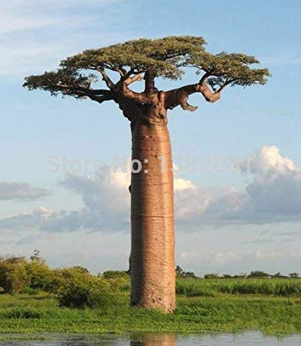 HOO PRODUKTE 10 Stück von seltenen Baobab Samen tropische Pflanze Gartensamen Haus & Garten Neue Ankunft!