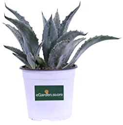 Pianta di Agave pianta grassa pianta da esterno pianta ornamentale di Agave pianta succulenta pianta con spine pianta vera venduta da eGarden.store (Agave Americana v.17)