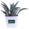 Pianta di Agave pianta grassa pianta da esterno pianta ornamentale di Agave pianta succulenta pianta con spine pianta vera venduta da eGarden.store (Agave Americana v.17)
