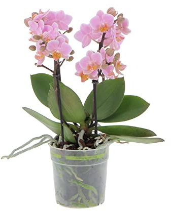 KENTIS - Orchidea Vera Pianta Rara - Phalaenopsis Boquetto Rosa - Piante da interno Fiorite Purifica Aria - Vaso Ø 12 cm