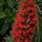 250 pcs Natternkopf Samen Bio blumensaat, samen zimmerpflanzen Echium vulgare pflanzensamen winterfeste pflanzen für garten zimmerpflanzen wenig lichtbedarf schnittblumen samen, extrem