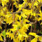 Forsythie 'Minigold' - Forsythia Intermedia 'Minigold' - 50-60 cm Topf - Kompakte Größe, bienenfreundlich