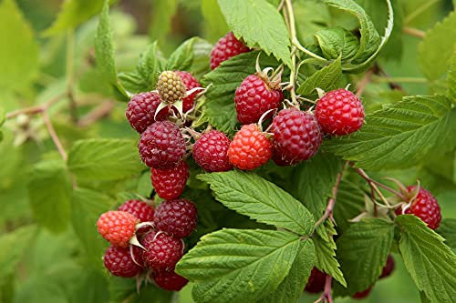Raspberry Plants, 'Malling Juno', 1 x Large Plant in a 2 Litre Pot, Raspberries, Garden Ready and Ready to Plant, Premium Quality Fruits