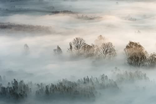 VLIES Fototapete-WALD-(6224Pr)-400x260 cm-Foto-Kunst Nebel Bäume Landschaft Natur Panorama Wandtapete Bildtapete