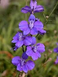 10 semi di piante Larkspur