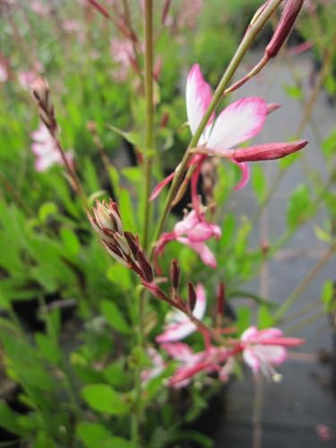 Garten-Prachtkerze Gambit Rose Bicolor - Gaura lindheimeri Gambit Rose Bicolor