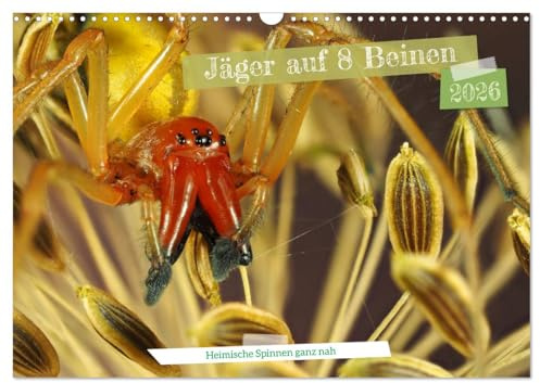 Jäger auf acht Beinen (Wandkalender 2026 DIN A3 quer), CALVENDO Monatskalender: Heimische Spinnen hautnah fotografiert (CALVENDO Orte)