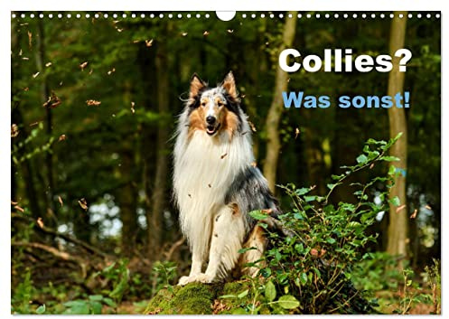 Collies? Was sonst! (Wandkalender 2026 DIN A3 quer), CALVENDO Monatskalender: Wundervolle Fotografien einer tollen Hunderasse: Der Collie. (CALVENDO Tiere)