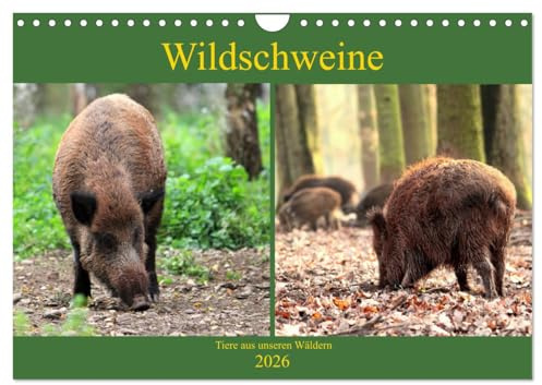 Wildschweine - Tiere aus unseren Wäldern (Wandkalender 2026 DIN A4 quer), CALVENDO Monatskalender: In unseren Wäldern sind Wildschweine, auch Schwarzkittel genannt, beheimatet (CALVENDO Tiere)