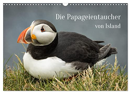 Die Papageientaucher von Island (Wandkalender 2026 DIN A3 quer), CALVENDO Monatskalender: Lassen Sie sich von den Puffins an Latrabjargs Klippen durch das Jahr begleiten. (CALVENDO Tiere)