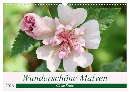 Wunderschöne Malven (Wandkalender 2026 DIN A3 quer), CALVENDO Monatskalender: Ein Ausflug in die Welt der Malvengewächse (CALVENDO Natur)