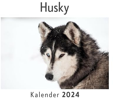 Husky (Wandkalender 2024, Kalender DIN A4 quer, Monatskalender im Querformat mit Kalendarium, Das perfekte Geschenk)