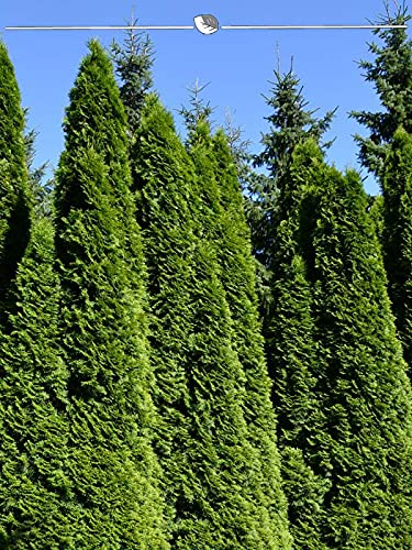 Thuja Smaragd 120-140 cm im Topf. 8x Pflanzen. Thuja Hecke = Sichtschutz Hecke