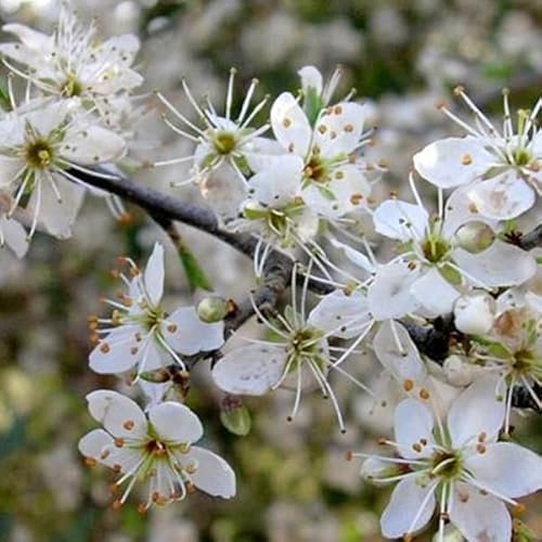 25 X Prunus Spinosa 60-90cm Wurzelware - Schlehe