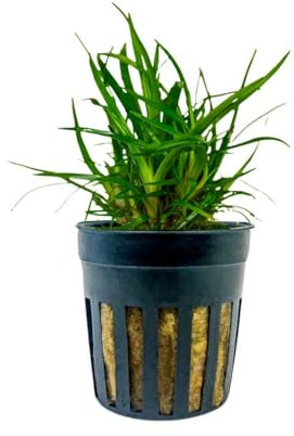 AquaOne Aquarium Pflanze Eriocaulon sp. 'Vietnam' I Wasserpflanze Aquariumpflanze Mittelgrund Vordergrund voll durchwurzelt Aquascaping Dekoration