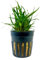 AquaOne Aquarium Pflanze Eriocaulon sp. 'Vietnam' I Wasserpflanze Aquariumpflanze Mittelgrund Vordergrund voll durchwurzelt Aquascaping Dekoration