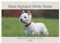 West Highland White Terrier - Selbstbewustes Powerpaket - der Westie (Wandkalender 2025 DIN A3 quer), CALVENDO Monatskalender: Kleine weiße ... festgehalten worden. (CALVENDO Tiere)