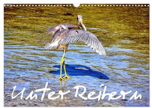 Unter Reihern (Wandkalender 2026 DIN A3 quer), CALVENDO Monatskalender: Blaureiher, Grünreiher und Kuhreiher in Kuba (CALVENDO Natur)