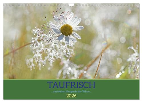 Taufrisch ... am frühen Morgen in der Wiese (Wandkalender 2026 DIN A3 quer), CALVENDO Monatskalender: Erfrischende Impressionen mit Tautropfen (CALVENDO Natur)