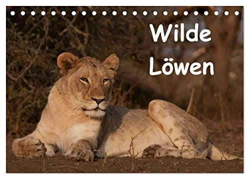 Wilde Löwen (Tischkalender 2026 DIN A5 quer), CALVENDO Monatskalender: Wilde Löwen in Südafrika (CALVENDO Tiere)