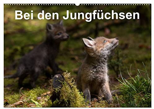 Bei den Jungfüchsen (Wandkalender 2026 DIN A2 quer), CALVENDO Monatskalender: Zwei Fuchsfamilien an einem Naturbau mit interessanten Begegnungen (CALVENDO Tiere)