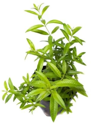 Hierba Luisa Natural Planta Arbustiva y Aromática