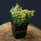 10 Stück Euonymus fortunei Emerald 'n' Gold von Intragarten goldegelber Kriechspindel im Topf
