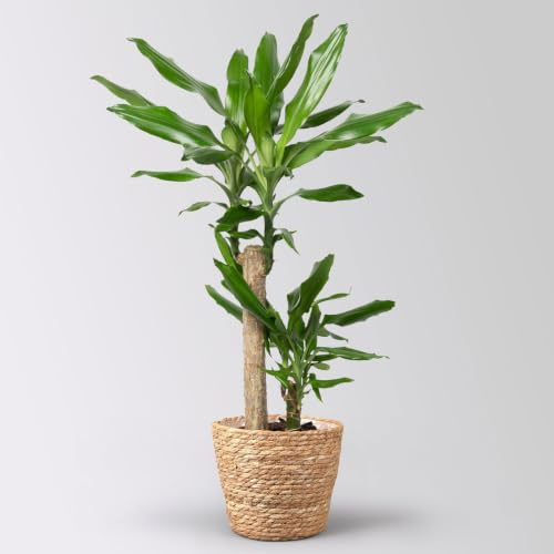 Duftender Drachenbaum 'Steudneri' in Korb Osaka, Topf-Ø 17 cm