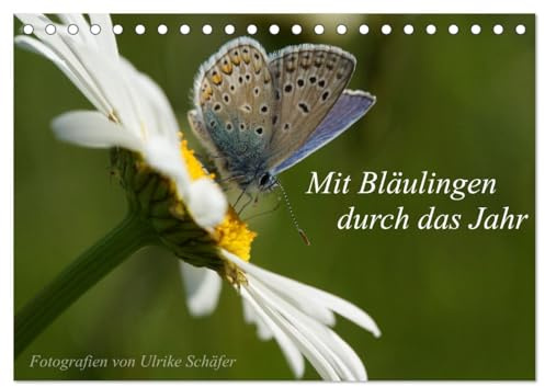 Mit Bläulingen durch das Jahr (Tischkalender 2026 DIN A5 quer), CALVENDO Monatskalender: Bezaubernde Nahaufnahmen heimischer Bläulinge (CALVENDO Tiere)