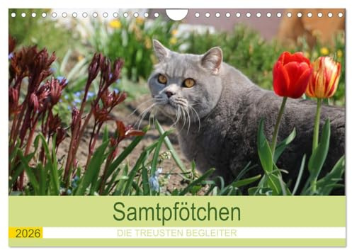 Samtpfötchen - Die treusten Begleiter 2026 (Wandkalender 2026 DIN A4 quer), CALVENDO Monatskalender: Dieser Katzenkalender blättert im Jahr 2022 für ... Monat eine neue Katze auf. (CALVENDO Tiere)