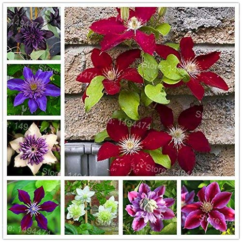 Mix Clematis Hybridas Samen Schöne Clematis Kletterpflanzen Bonsai Blumensamen-DIY Hausgarten-100 Seeds Clematis Florida