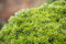 Abies koreana 'Kristallkugel' C 2 15-20 Zwerg-Koreatanne 'Kristallkugel',winterhart, deutsche Baumschulqualität, im Topf für optimales anwachsen