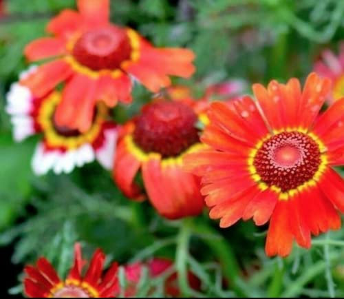 350 Seeds of Flower - Chrysanthemum Carinatum - Painted Daisy