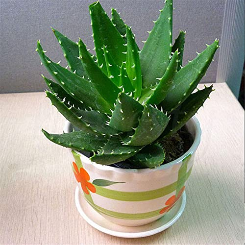 Haloppe 120 Stücke Aloe Vera Pflanzen Samen für Hausgarten Pflanzen, Aloe Vera Samen Essbare Kräuter Sukkulente Hausgarten Bonsai Dekor Aloe-Vera-Samen