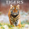 Tigers - Tiger 2024 - 16-Monatskalender: Original Avonside-Kalender [Mehrsprachig] [Kalender] (Wall-Kalender)