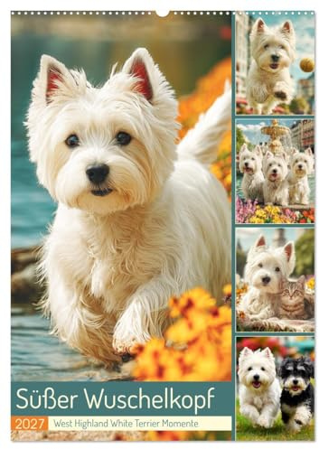 Süßer Wuschelkopf. West Highland White Terrier Momente (Wandkalender 2027 DIN A2 hoch), CALVENDO Monatskalender: Die fröhlichen, mutigen und charmanten Westies in zauberhaften Bildern (CALVENDO Tiere)
