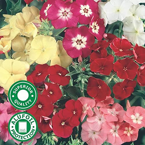 Phlox Hook Phlox Drummondii 300 Half Hardy Annual Seeds.
