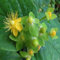 1500 Semillas de Hierba de San Juan androsema (Hypericum andrsaemum) officinale