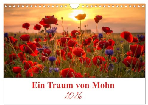 Ein Traum von Mohn (Wandkalender 2026 DIN A4 quer), CALVENDO Monatskalender: Die Mohnblumen sind eine immergrüne ein bis zweijährige Pflanze und die Blütezeit ist von Mai bis Juli. (CALVENDO Natur)