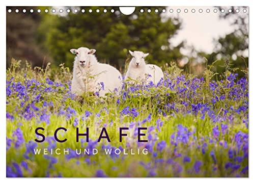 Schafe - Weich und wollig (Wandkalender 2026 DIN A4 quer), CALVENDO Monatskalender: Schafe unterwegs in schönen Landschaften aus Wales, Norwegen und Irland. (CALVENDO Tiere)