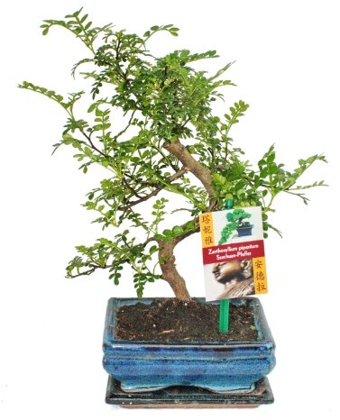 S förmiger Sichuan Pfeffer Bonsai 15cm - 1 baum