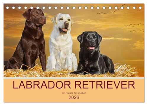 Labrador Retriever - Ein Freund für´s Leben (Tischkalender 2026 DIN A5 quer), CALVENDO Monatskalender: In 13 wunderschönen Fotos stellt die ... liebenswerte Hunderasse vor. (CALVENDO Tiere)