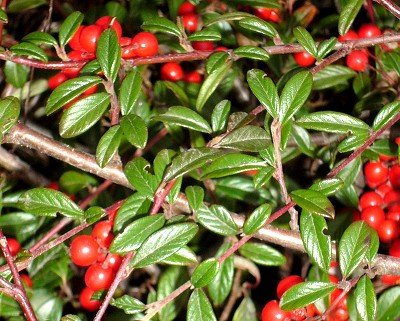 Bodendecker, Cotoneaster dammeri 500 Stück