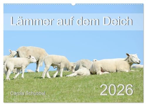 Lämmer auf dem Deich (Wandkalender 2026 DIN A2 quer), CALVENDO Monatskalender: Tierkinder und besonders die Lämmer im Frühling sind immer wieder schön anzuschauen. (CALVENDO Tiere)