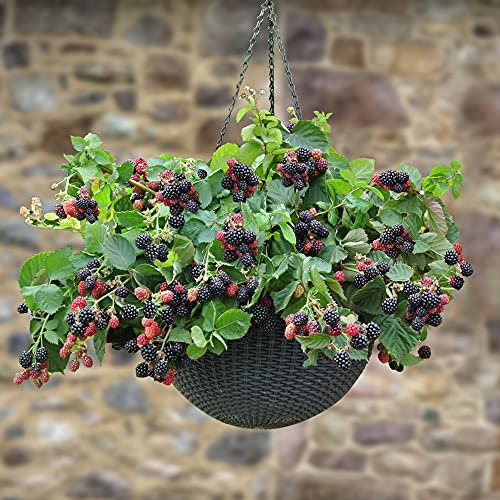 YouGarden Blackberry 'Black Cascade', Established Plant in 9cm Pot, Ready to Plant and Grow Your Own, Trailing Blackberry Plants, Garden Ready Plant, Supplied as Established Plant in Pot