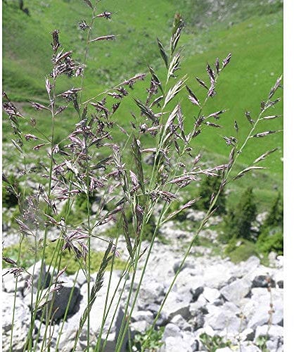 Rotschwingel (Festuca rubra rubra) 15 kg REVERENT Einzelgras Grassamen